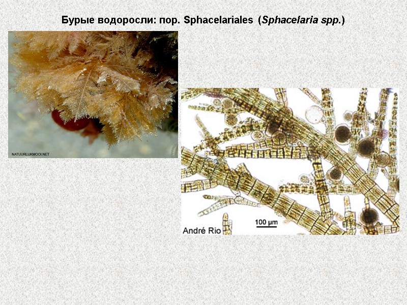 Бурые водоросли: пор. Sphacelariales (Sphacelaria spp.)